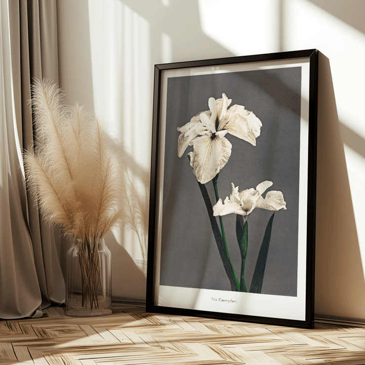 Iris Kæmpferi art by Kazumasa Ogawa hand-colored collotype from Some Japanese Flowers featuring two white irises. Poster of white Iris flowers titled Iris Kæmpferi by Kazumasa Ogawa from Some Japanese Flowers showcasing delicate hand-colored details