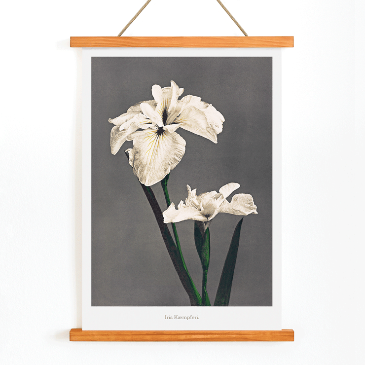 Iris Kæmpferi art by Kazumasa Ogawa hand-colored collotype from Some Japanese Flowers featuring two white irises. Poster of white Iris flowers titled Iris Kæmpferi by Kazumasa Ogawa from Some Japanese Flowers showcasing delicate hand-colored details