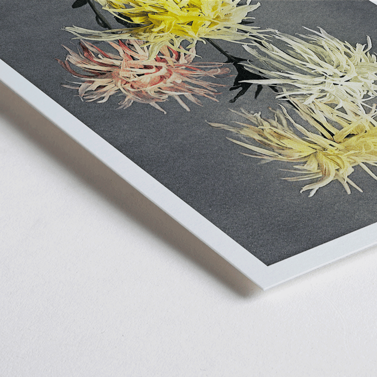 Hand-colored floral collotype Nami-chi-dori by Kazumasa Ogawa depicting chrysanthemums in soft shades. Poster of vibrant chrysanthemums from Nami–chi–dori by Kazumasa Ogawa showing hand–colored floral artwork.