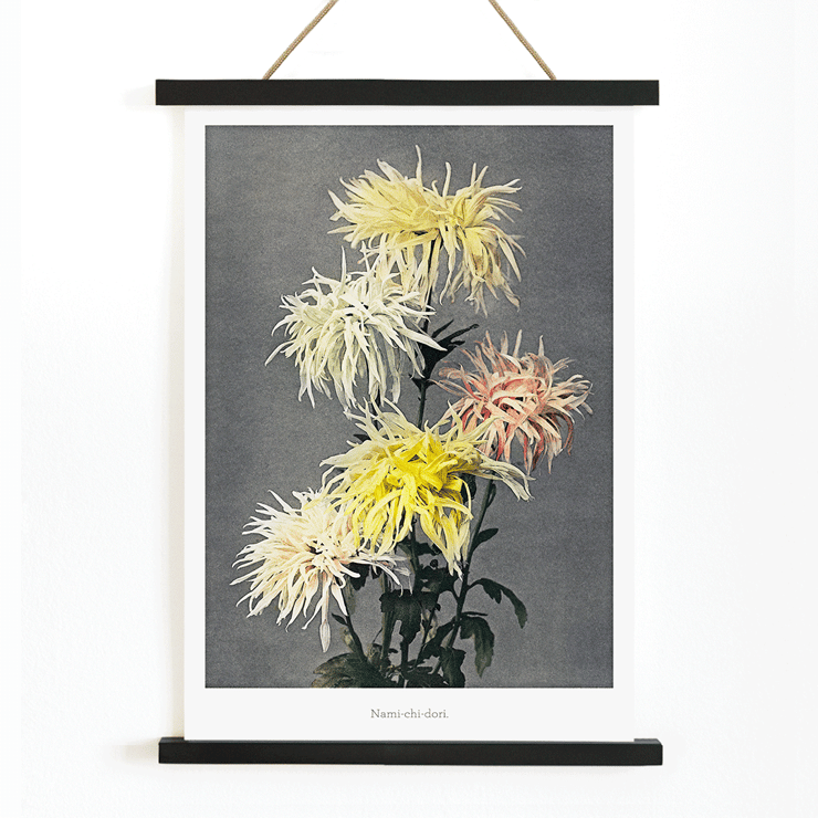 Hand-colored floral collotype Nami-chi-dori by Kazumasa Ogawa depicting chrysanthemums in soft shades. Poster of vibrant chrysanthemums from Nami–chi–dori by Kazumasa Ogawa showing hand–colored floral artwork.
