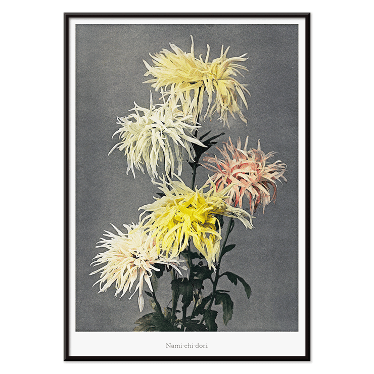 Hand-colored floral collotype Nami-chi-dori by Kazumasa Ogawa depicting chrysanthemums in soft shades. Poster of vibrant chrysanthemums from Nami–chi–dori by Kazumasa Ogawa showing hand–colored floral artwork.