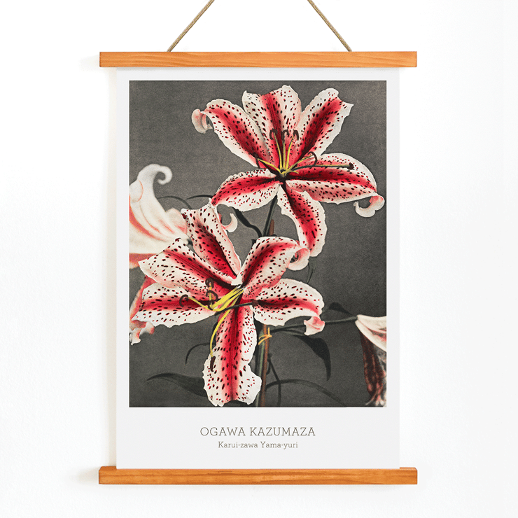 Lily flowers hand-colored collotype by Kazumasa Ogawa from Some Japanese Flowers Poster featuring a hand-colored collotype of lilies from Some Japanese Flowers by Kazumasa Ogawa.