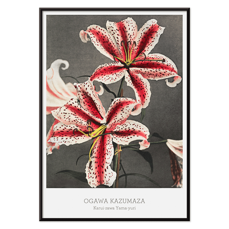 Lily flowers hand-colored collotype by Kazumasa Ogawa from Some Japanese Flowers Poster featuring a hand-colored collotype of lilies from Some Japanese Flowers by Kazumasa Ogawa.