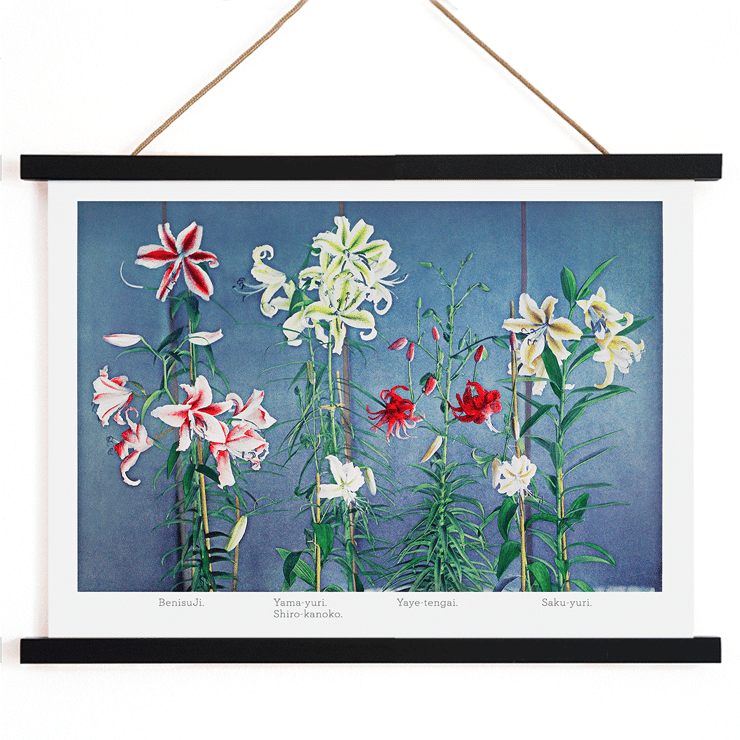 Lily hand-colored collotype from Some Japanese Flowers by Kazumasa Ogawa featuring colorful lilies on a blue background Poster of vibrant lilies in various colors by Kazumasa Ogawa from Some Japanese Flowers.