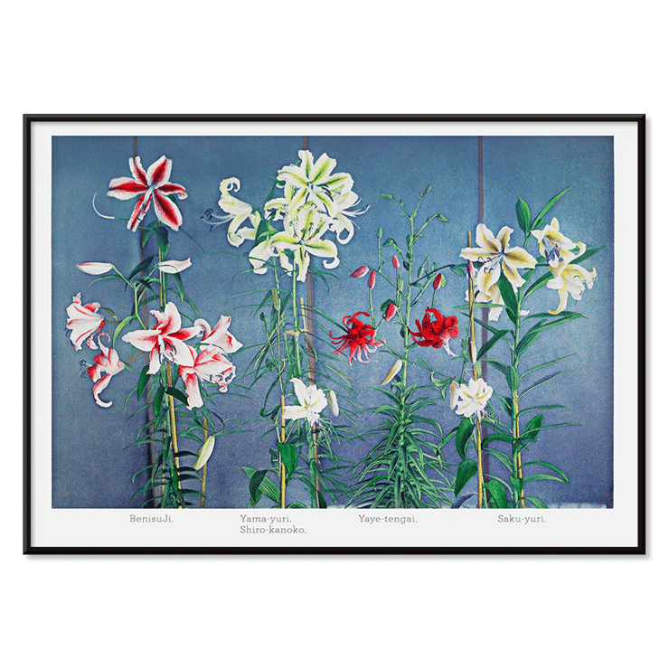 Lily hand-colored collotype from Some Japanese Flowers by Kazumasa Ogawa featuring colorful lilies on a blue background Poster of vibrant lilies in various colors by Kazumasa Ogawa from Some Japanese Flowers.