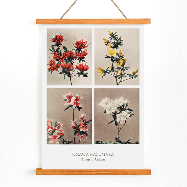 Group of Azaleas by Kazumasa Ogawa features hand-colored collotype of vibrant azalea flowers. Poster featuring various azalea flowers from Group of Azaleas by Kazumasa Ogawa in a hand-colored collotype style artwork.