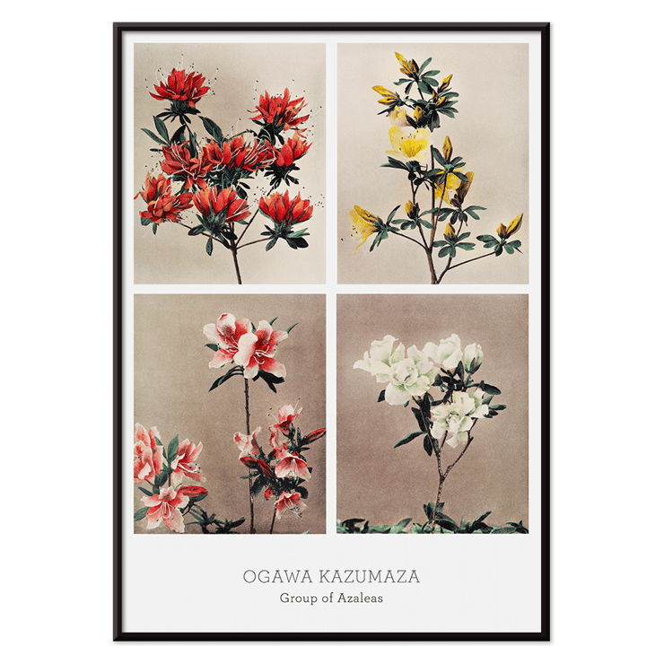 Group of Azaleas by Kazumasa Ogawa features hand-colored collotype of vibrant azalea flowers. Poster featuring various azalea flowers from Group of Azaleas by Kazumasa Ogawa in a hand-colored collotype style artwork.