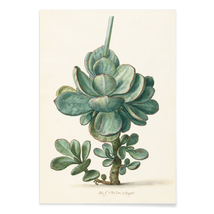 Succulent Plant Succulent Plant