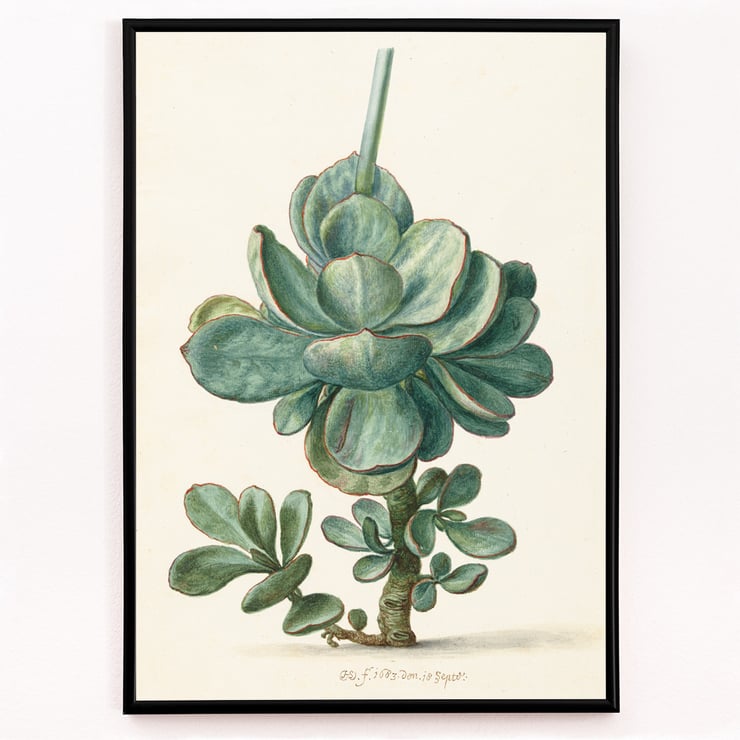 Succulent Plant Succulent Plant
