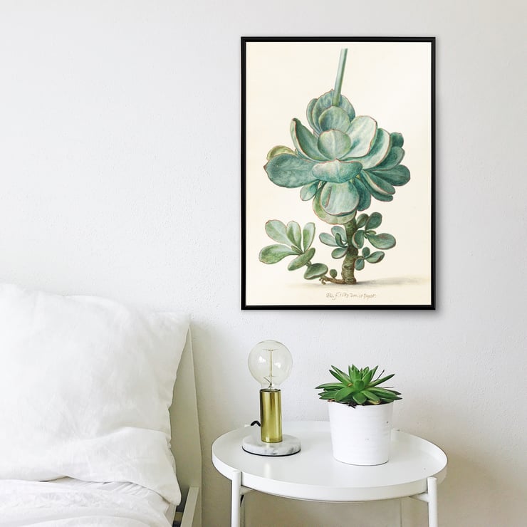 Succulent Plant Succulent Plant