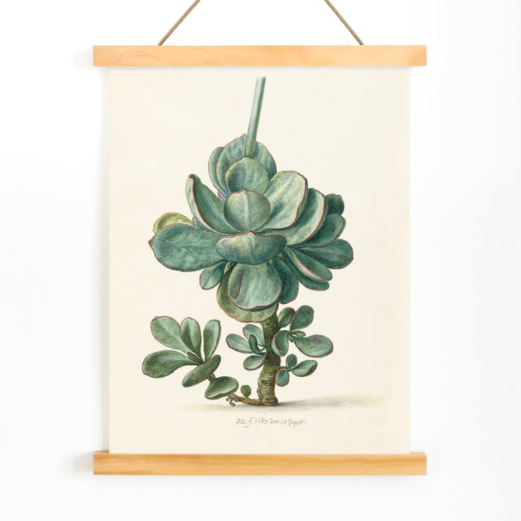 Succulent Plant Succulent Plant