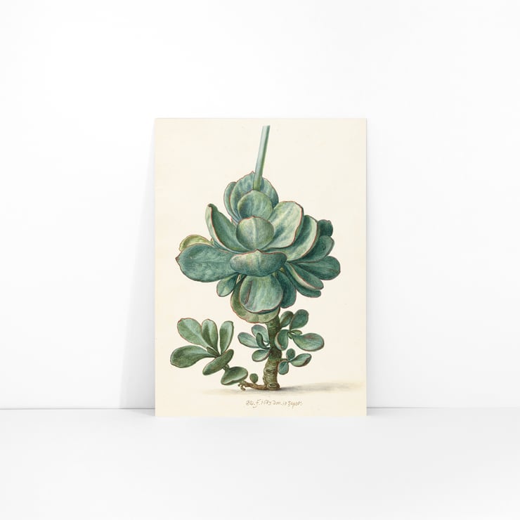 Succulent Plant Succulent Plant