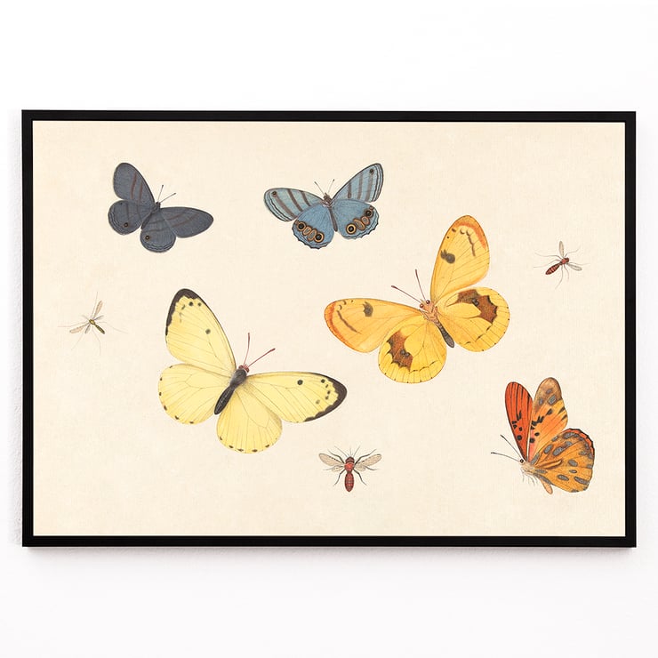Five Butterflies Five Butterflies