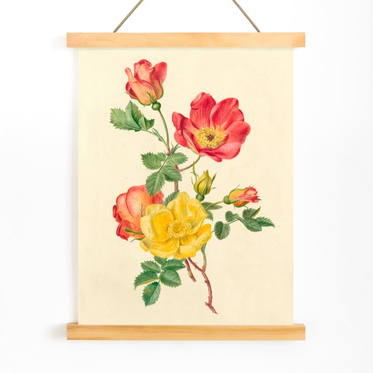Sprig of wild roses Sprig of wild roses