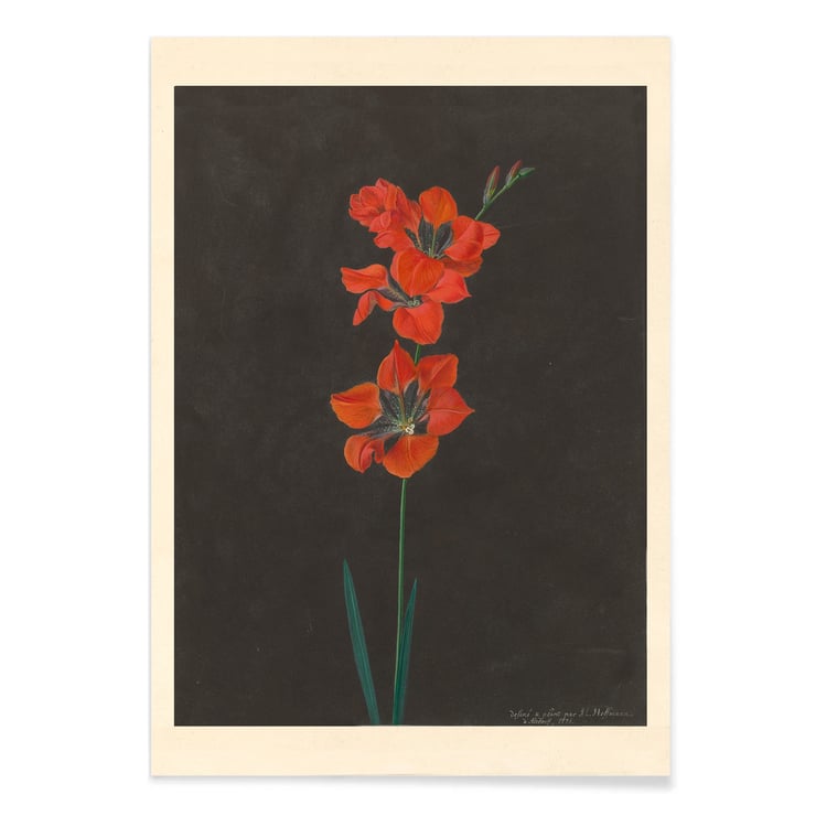 Lily Lily