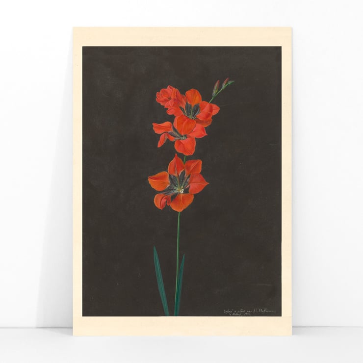 Lily Lily