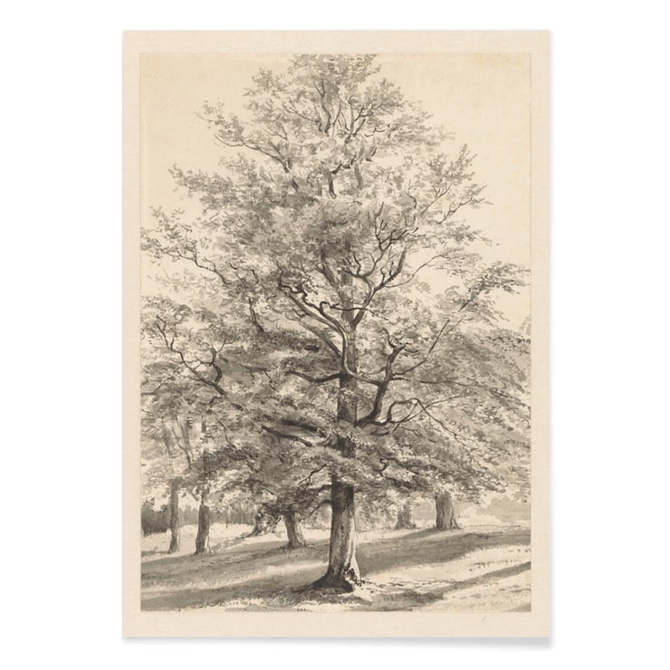 Big Tree Big Tree