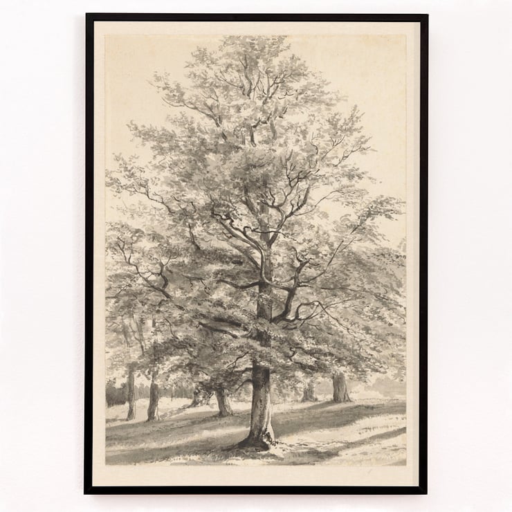 Big Tree Big Tree