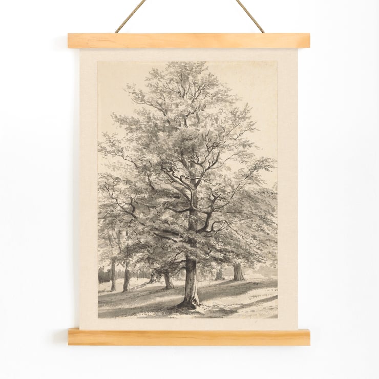 Big Tree Big Tree