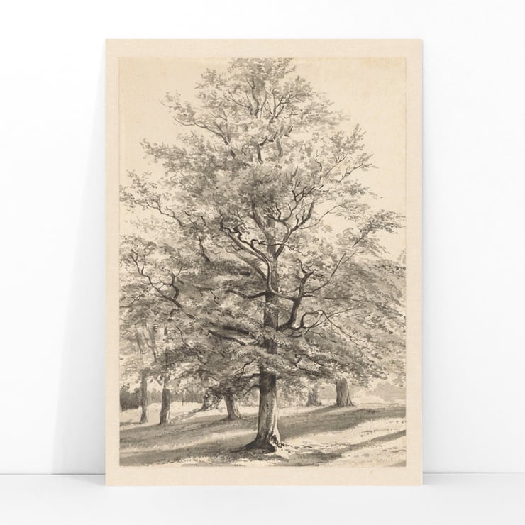 Big Tree Big Tree