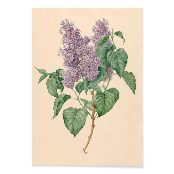 Purple Lilacs Purple Lilacs