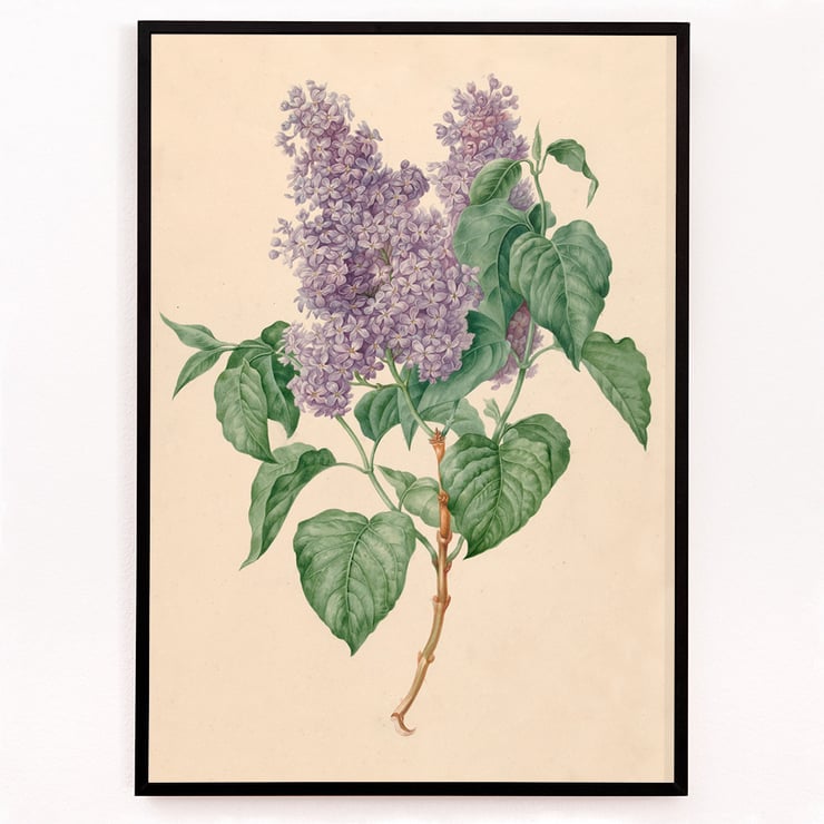 Purple Lilacs Purple Lilacs