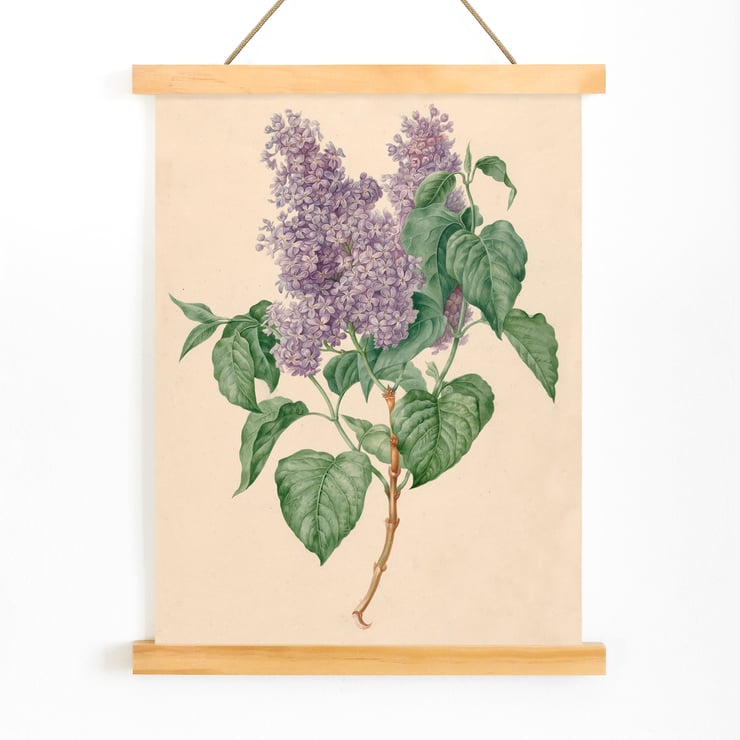Purple Lilacs Purple Lilacs