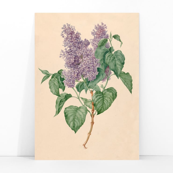 Purple Lilacs Purple Lilacs