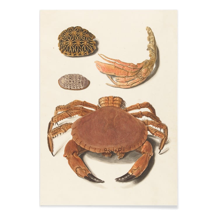 Krabbenschale Krabbenschale