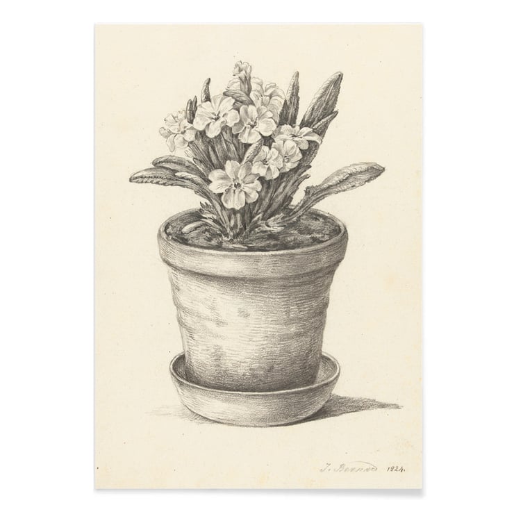 Potplant Potplant