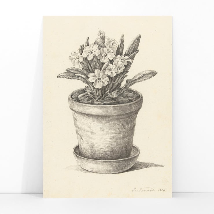 Potplant Potplant