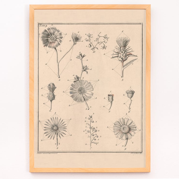 Fleurs, onglet 9