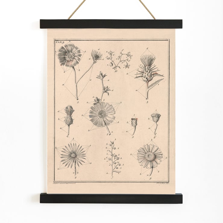 Fleurs, onglet 9