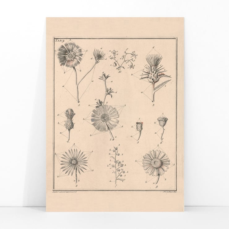 Fleurs, onglet 9