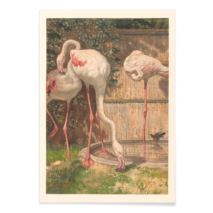 Three Flamingos Three Flamingos