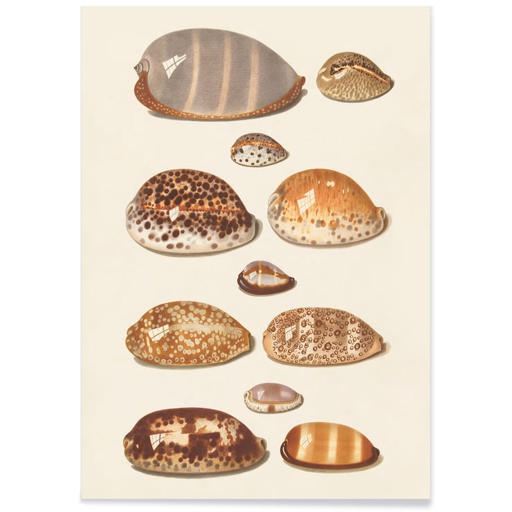 Tropical shells Tropical shells