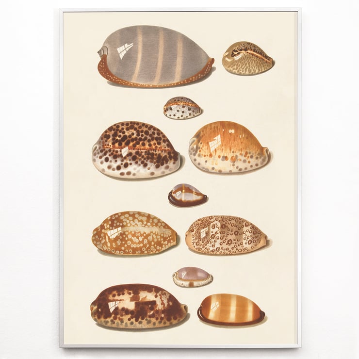 Tropical shells Tropical shells