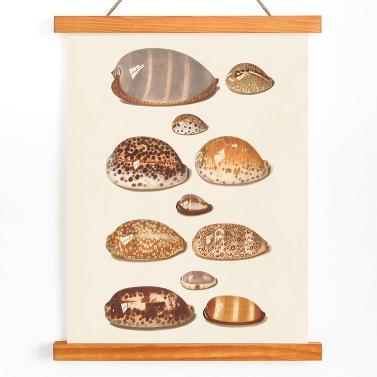 Tropical shells Tropical shells