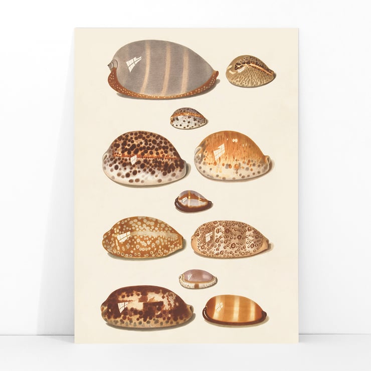 Tropical shells Tropical shells