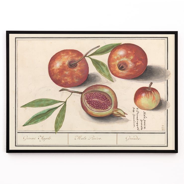 Granatapfel Granatapfel
