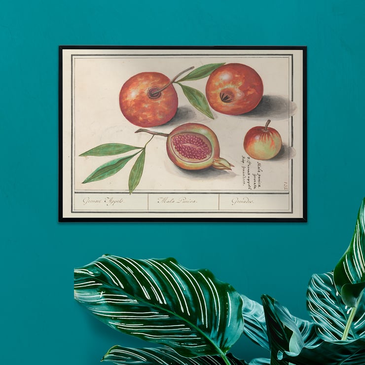 Granatapfel Granatapfel