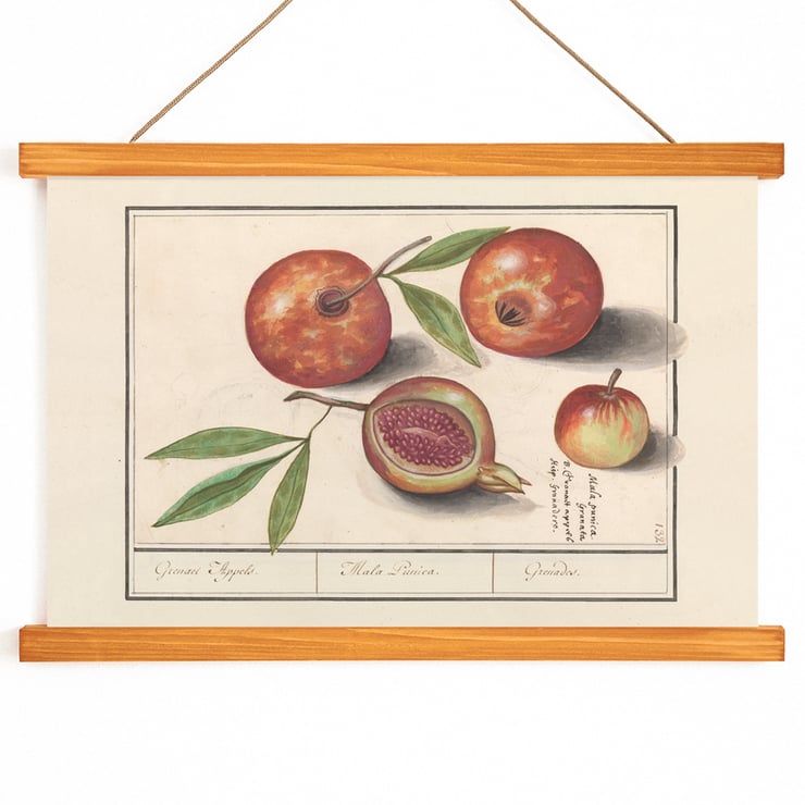 Granatapfel Granatapfel