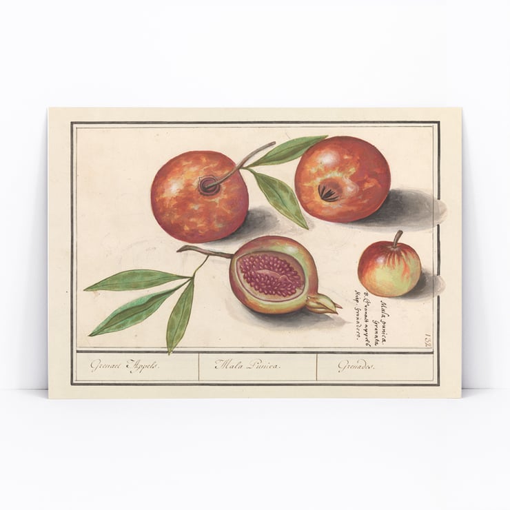 Granatapfel Granatapfel