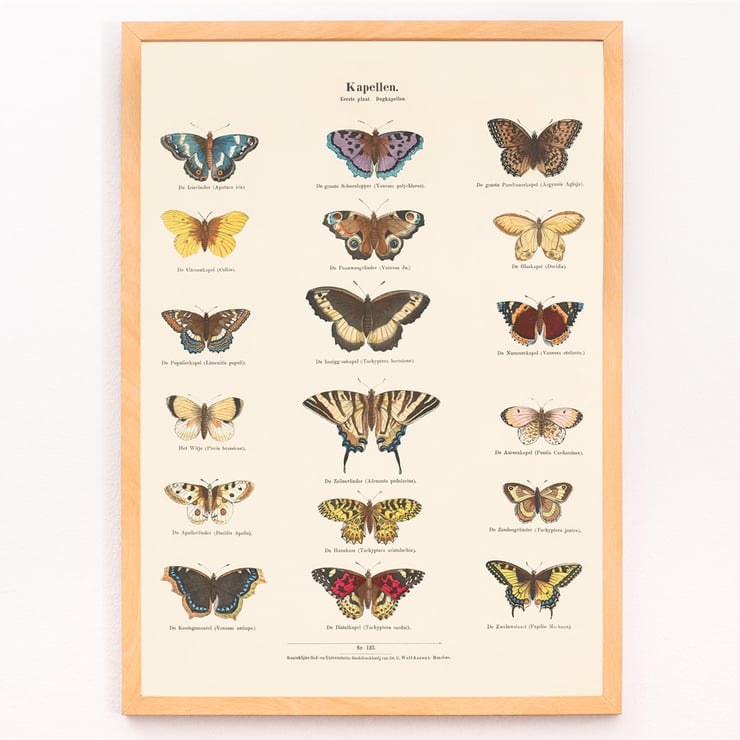 Butterflies Butterflies