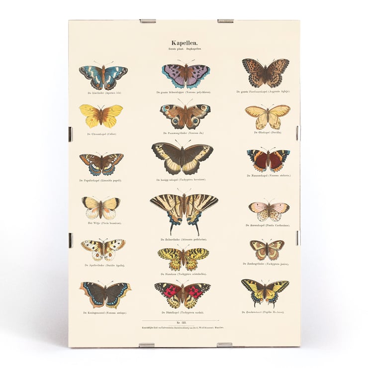 Butterflies Butterflies