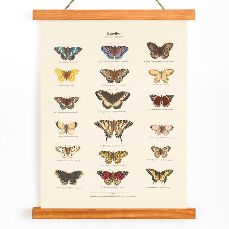 Butterflies Butterflies
