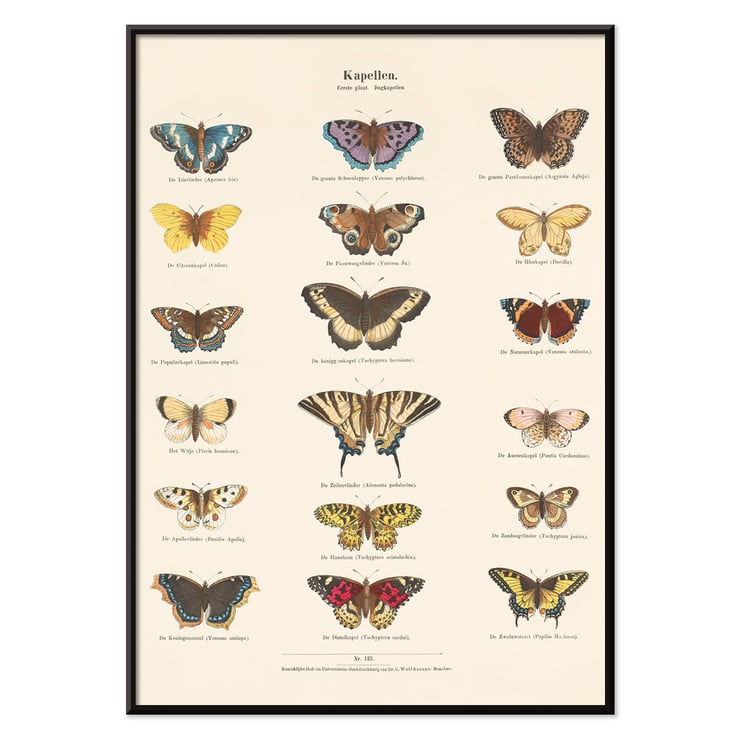 Butterflies Butterflies