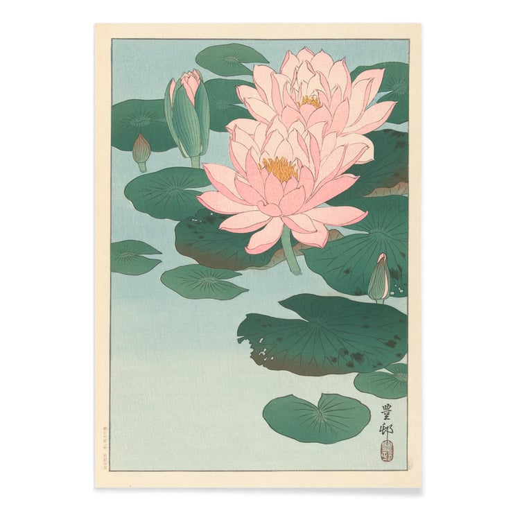 Flowering Water Lily Flowering Water Lily