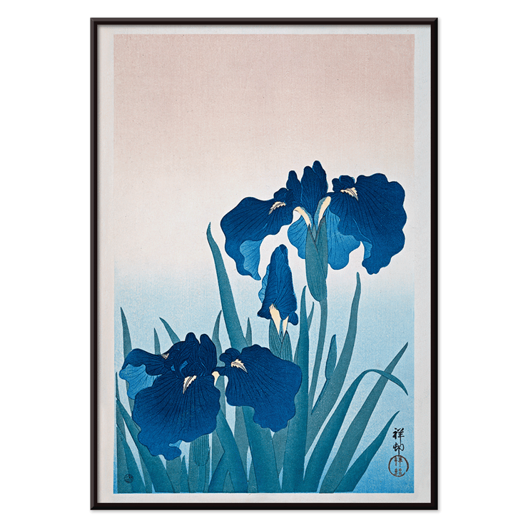 Irises Irises