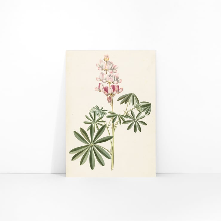Flors de lupina